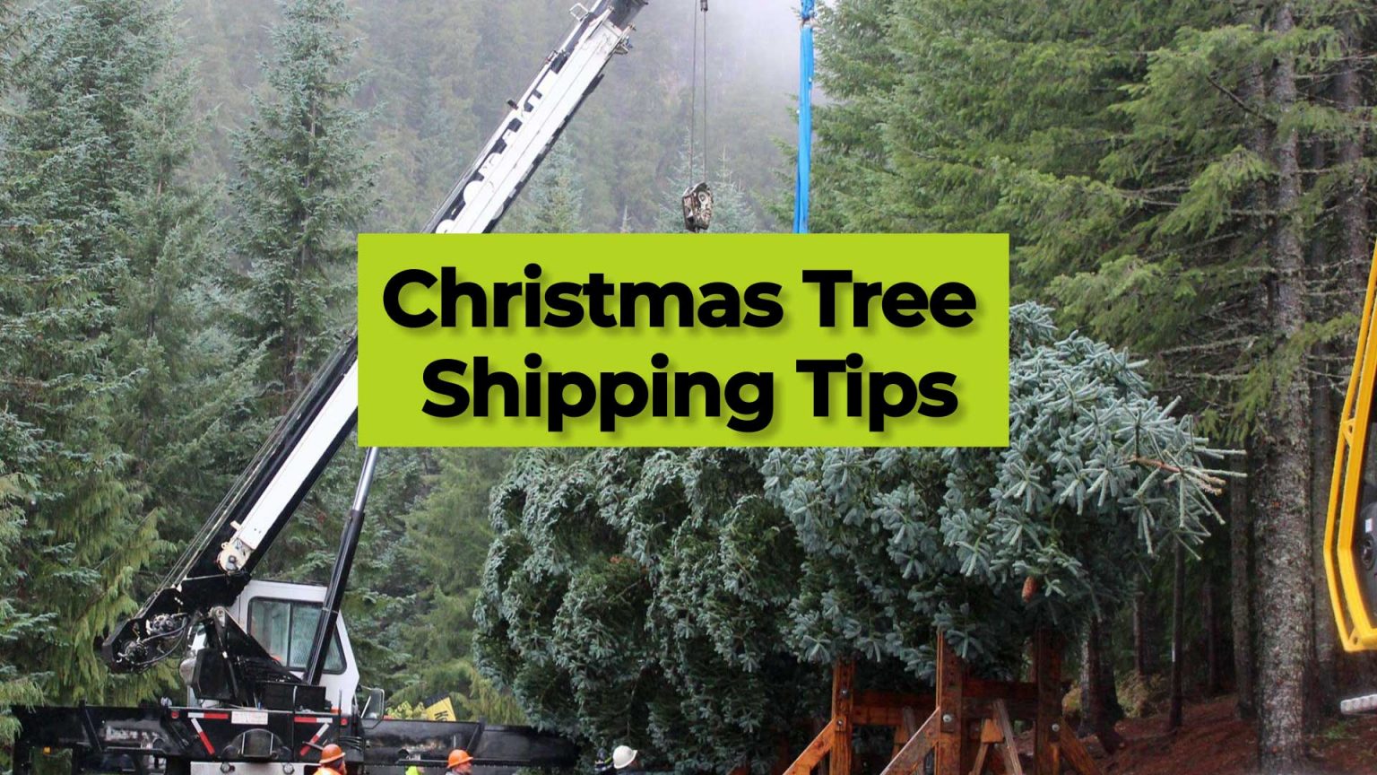 Logistics Of Christmas Tree Shipping Zmodal Digital Intermodal