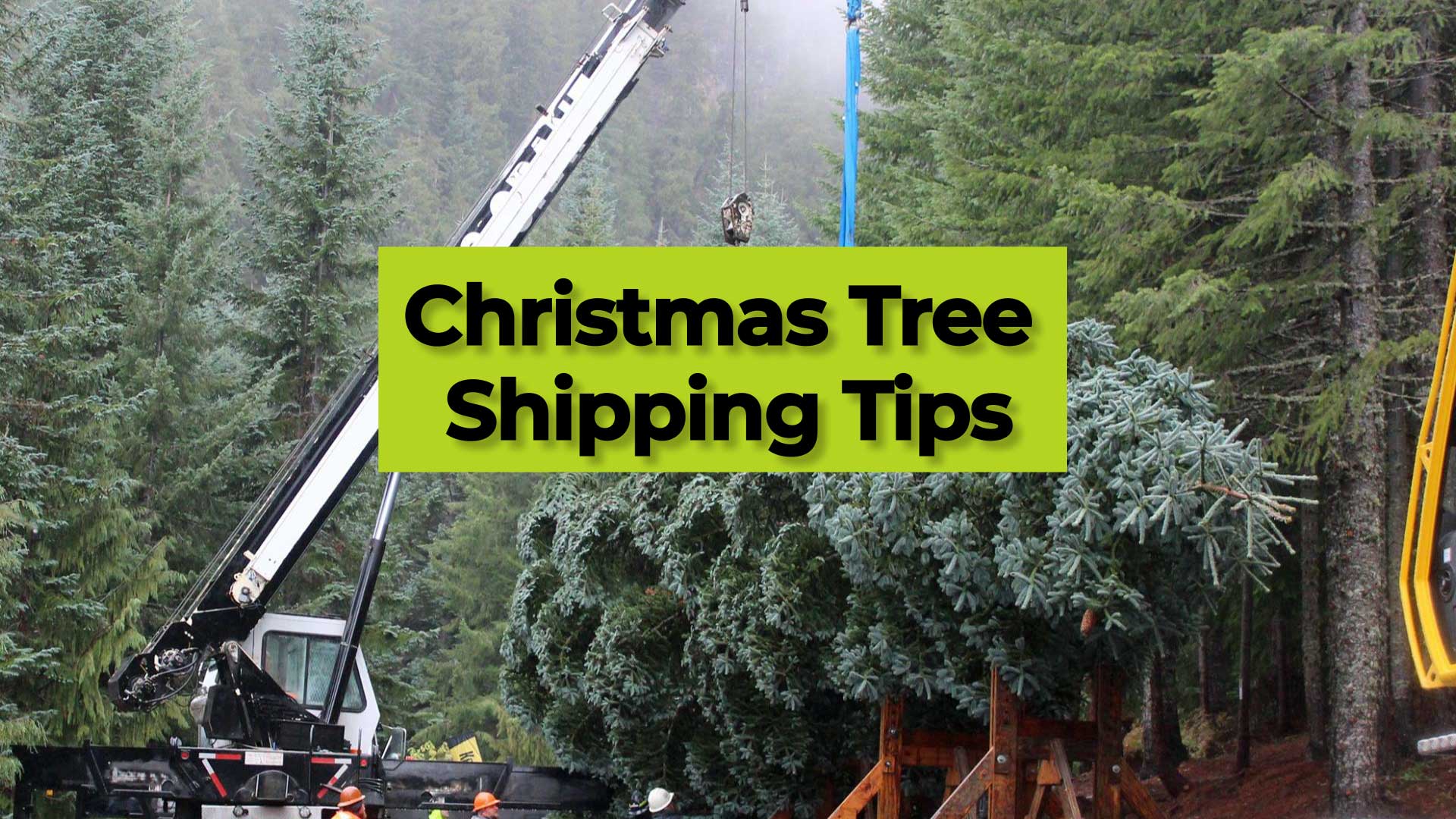 Logistics Of Christmas Tree Shipping  Zmodal: Digital Intermodal Logistics Provider